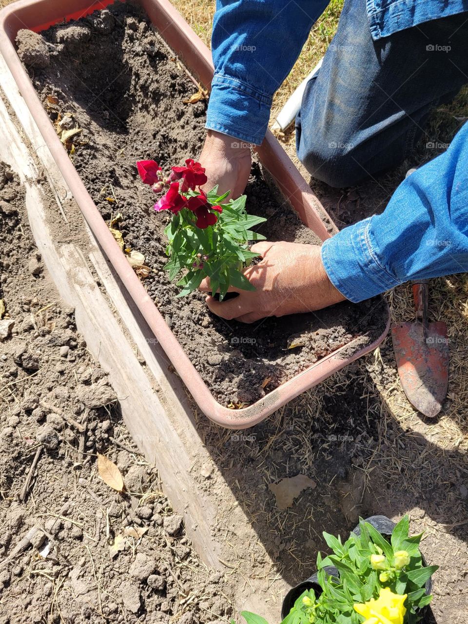 proceso plantando plantitas en maceta