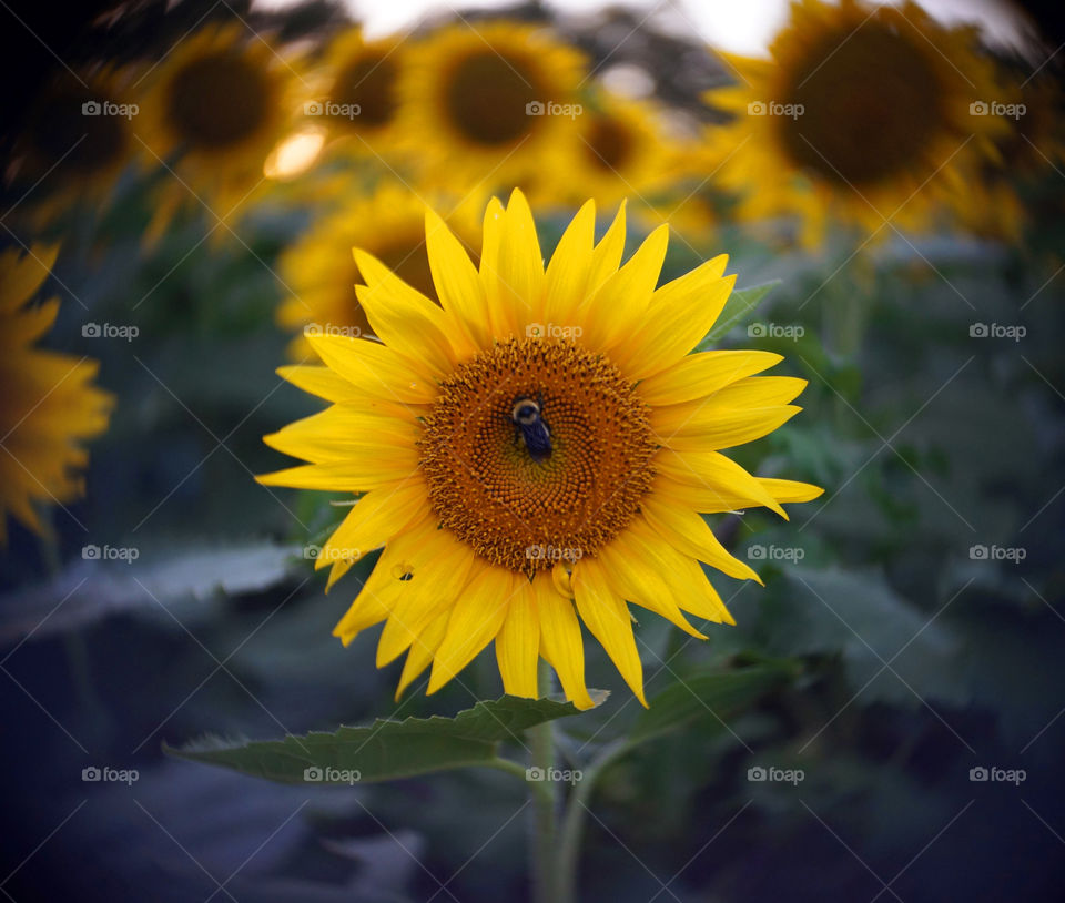 Sunflower bee. Sunflower and a bumble bee