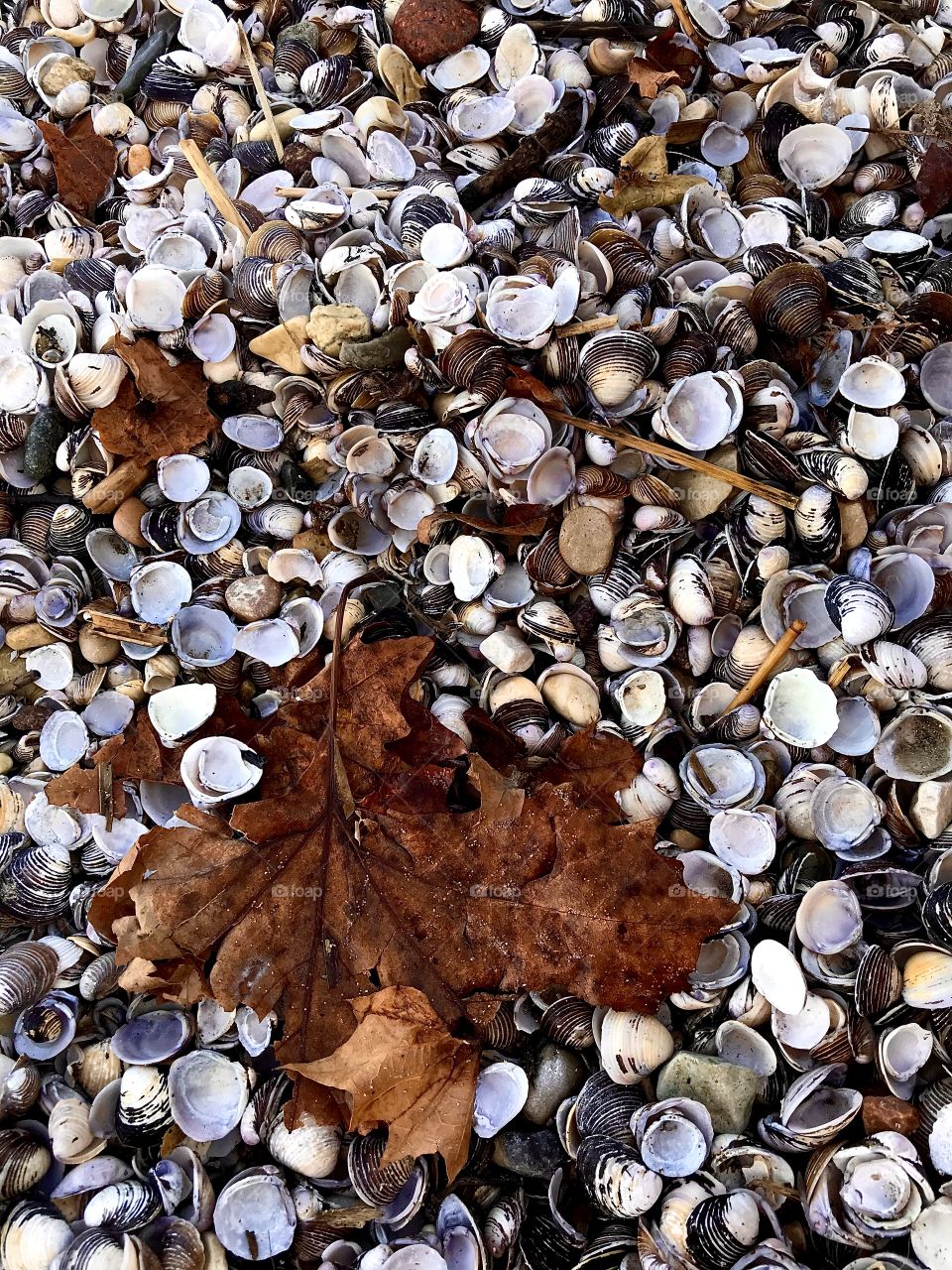 Autumn leaf on the beach 