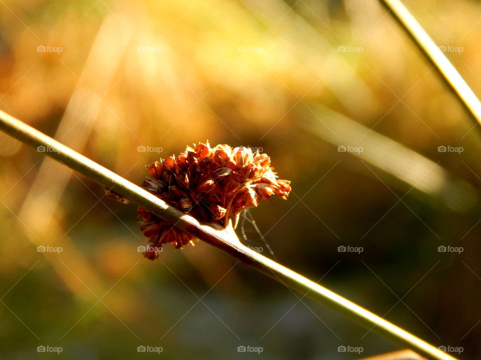 Closeup on the grass in autumn