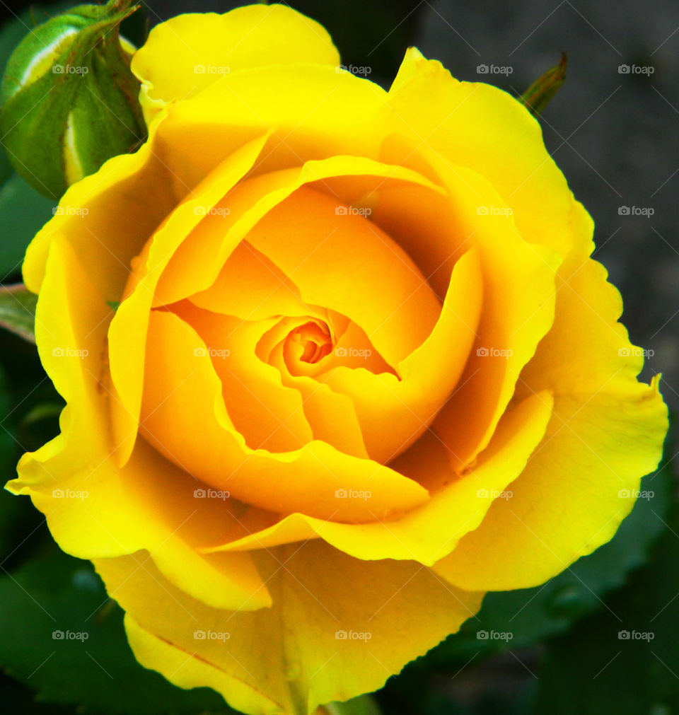 Beautiful macro photograph of a colorful yellow rose! Nature at its finest!