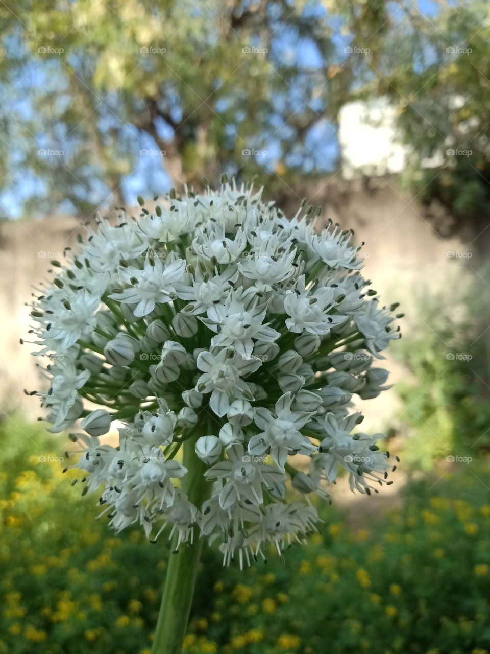 flower, seeds, onion seeds, onion flower, white flower