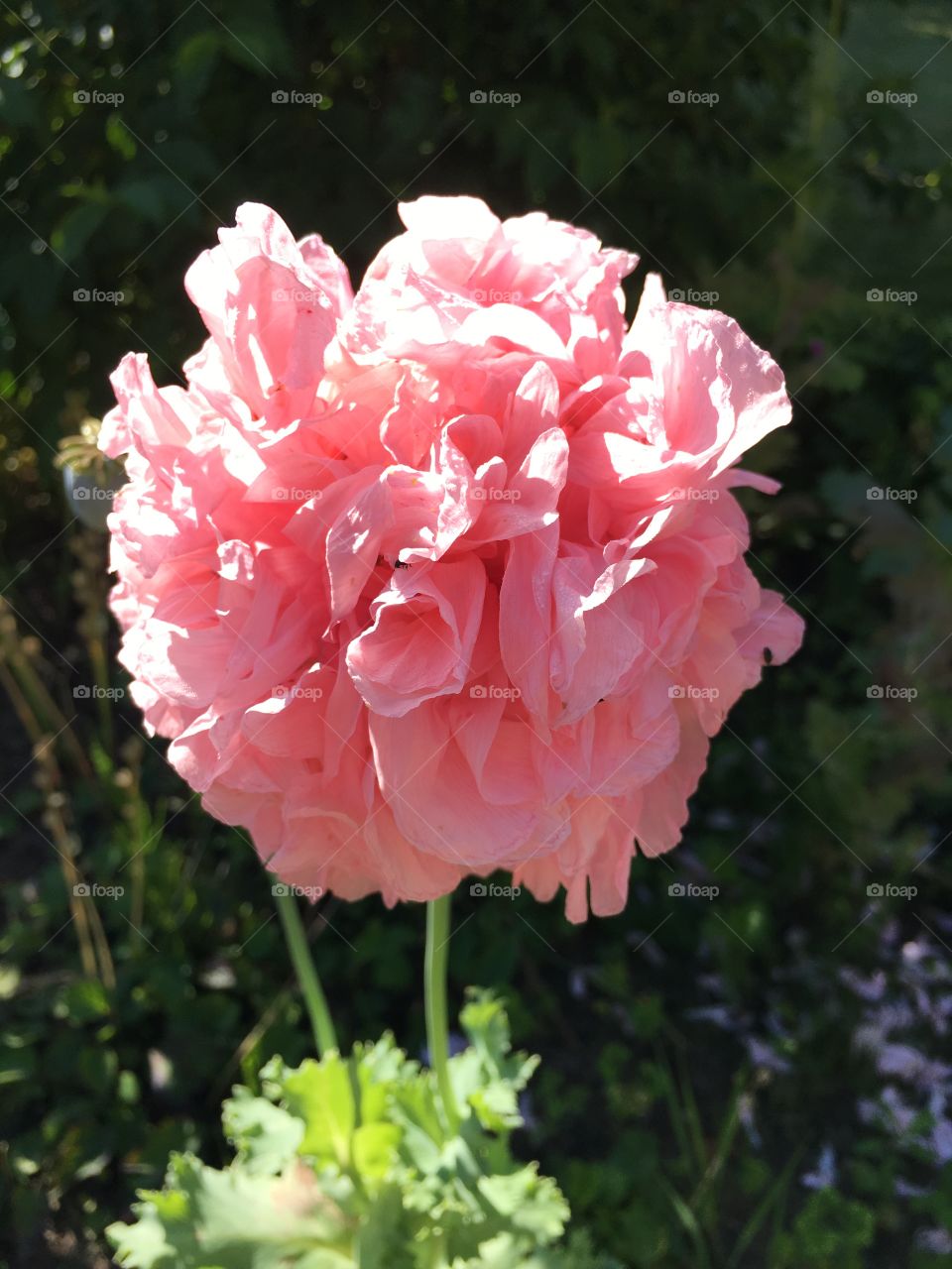 Pink poppy 