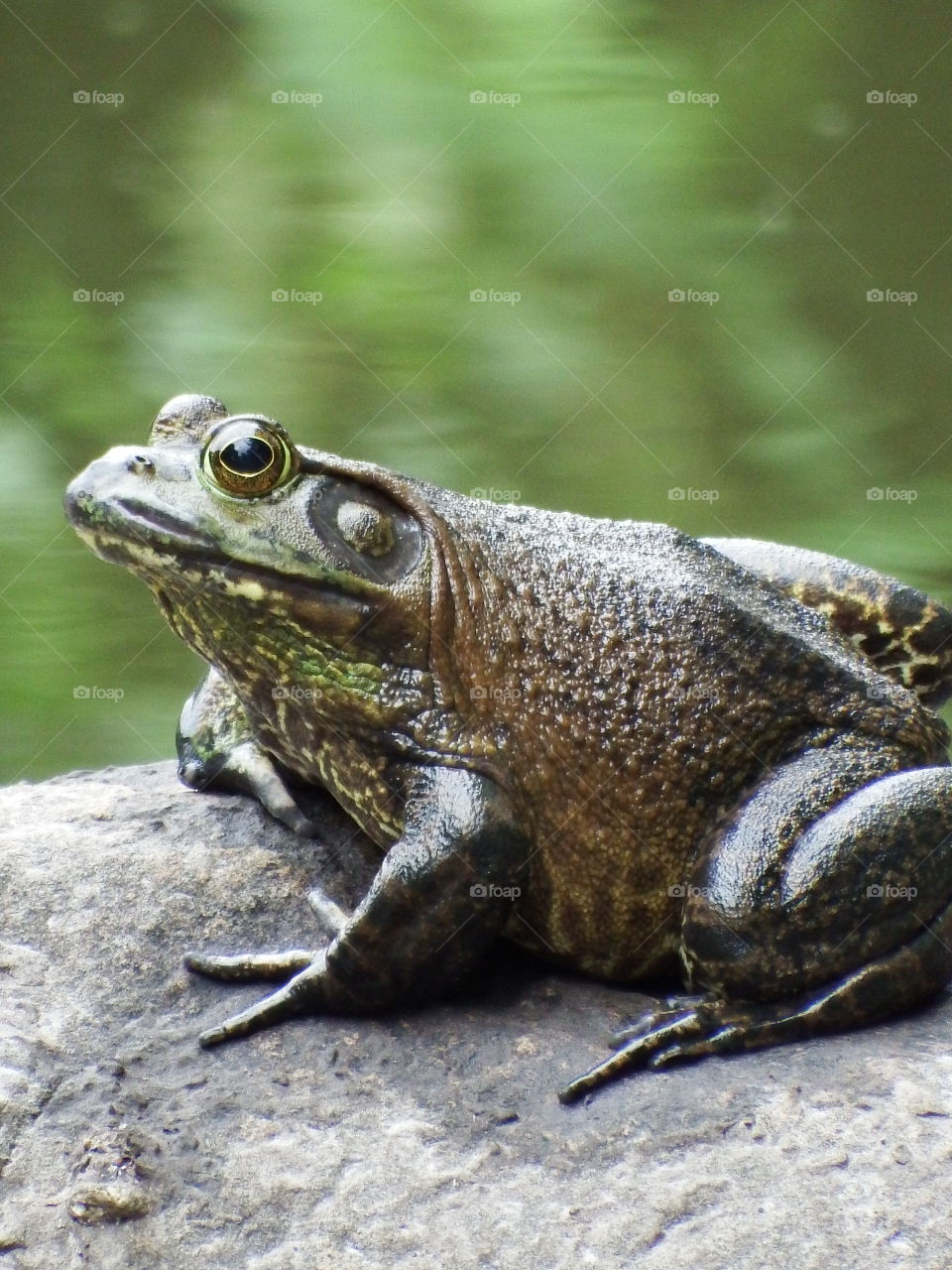 Detailed close up side portrait of large green frog on a rock in the water