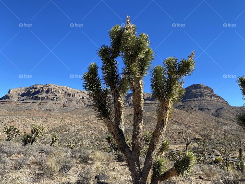 A picture of mountains with a Joshua Tree in front of it in Meadview Arizona off the side of Diamond Bar Road