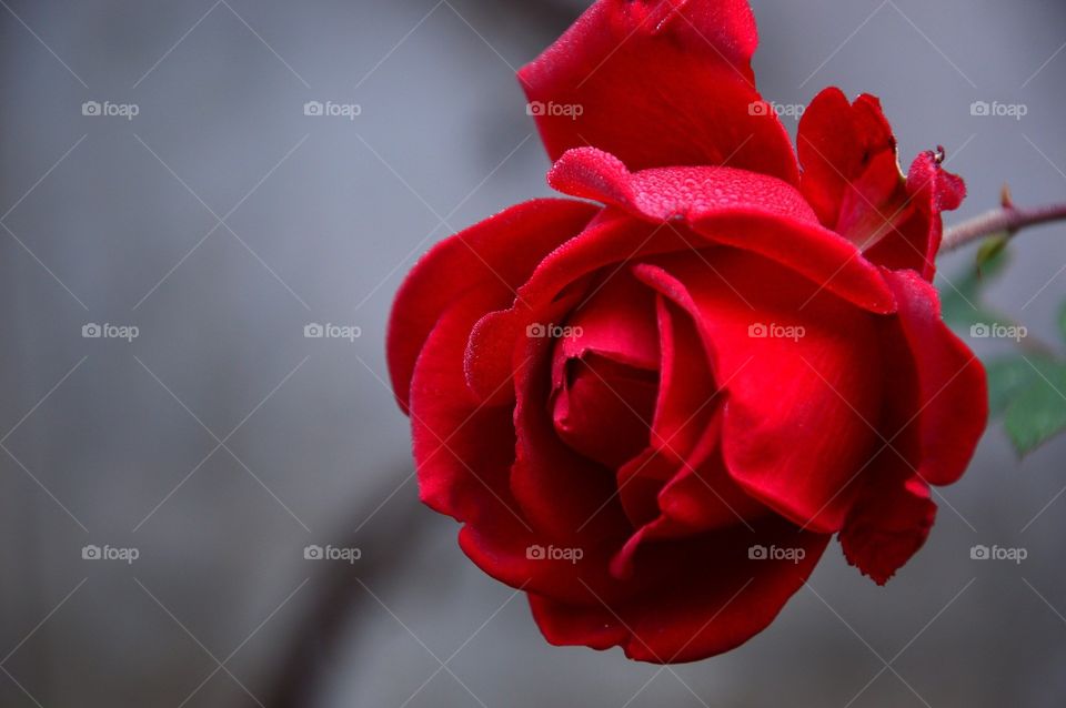 Red rose, wallpaper, background, suitable for mobile phone and computer.