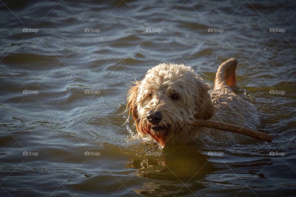 Doggy swim