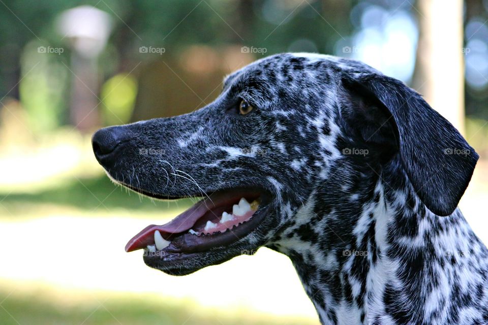 Dalmatian mix