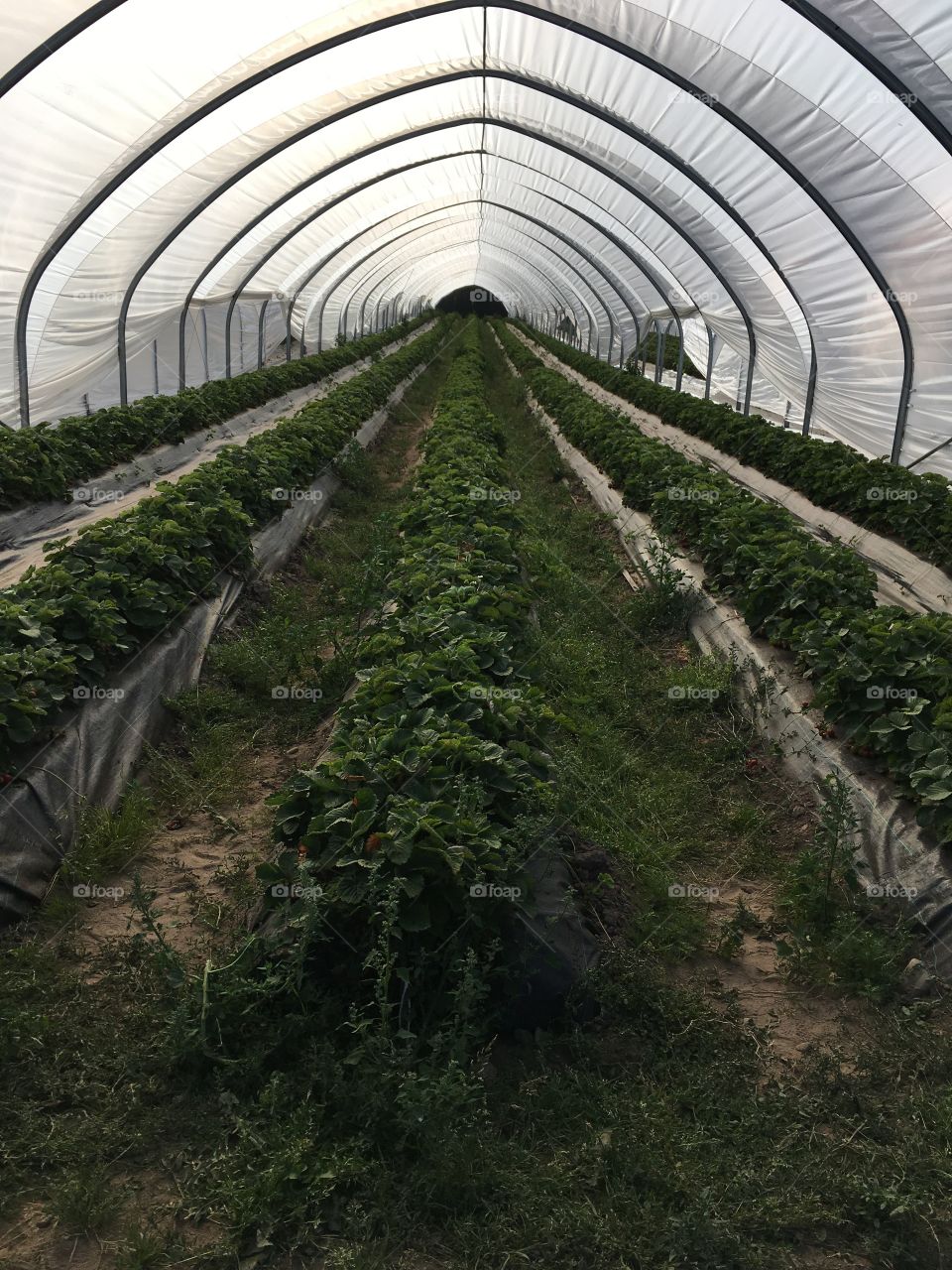 greenhouse of strawberries 