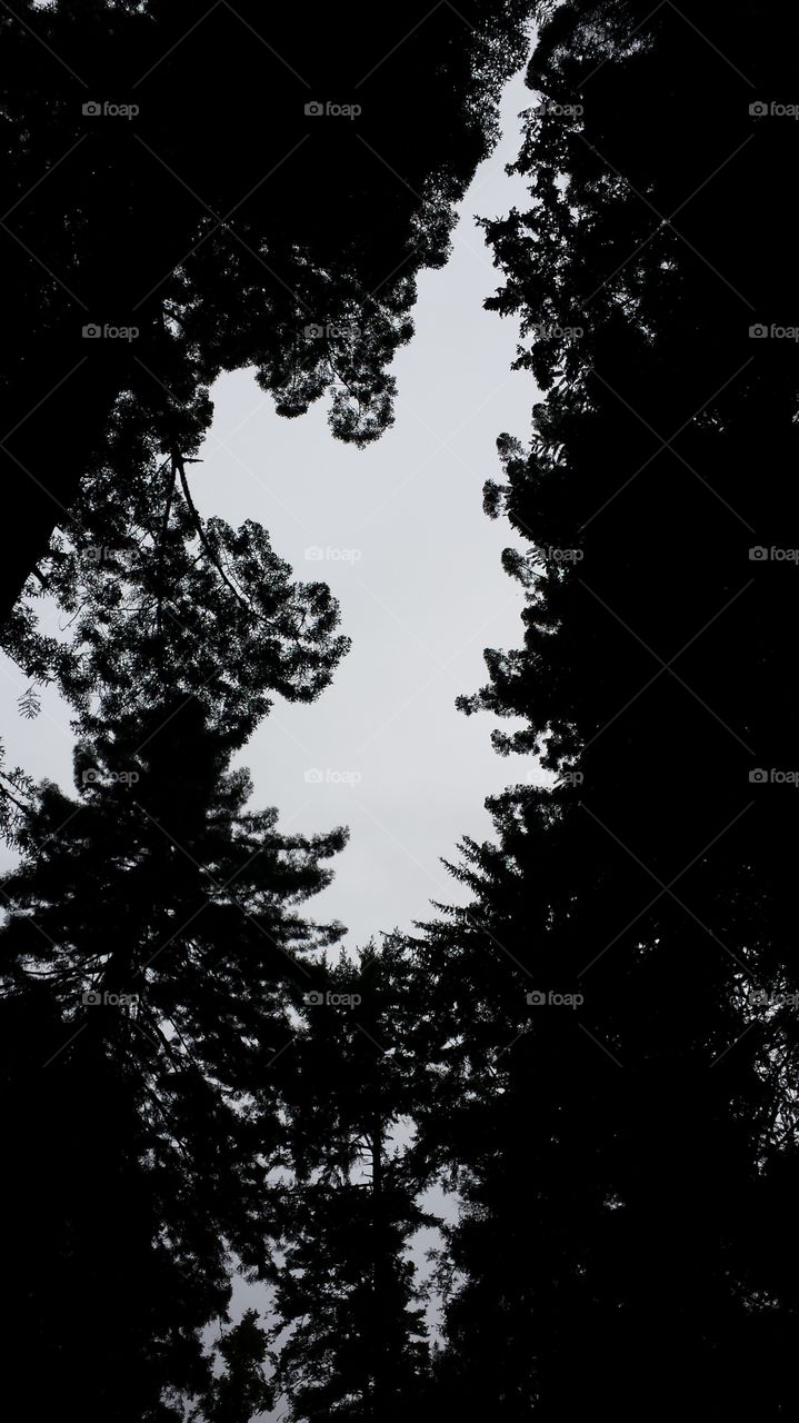 looking up at the tree tops