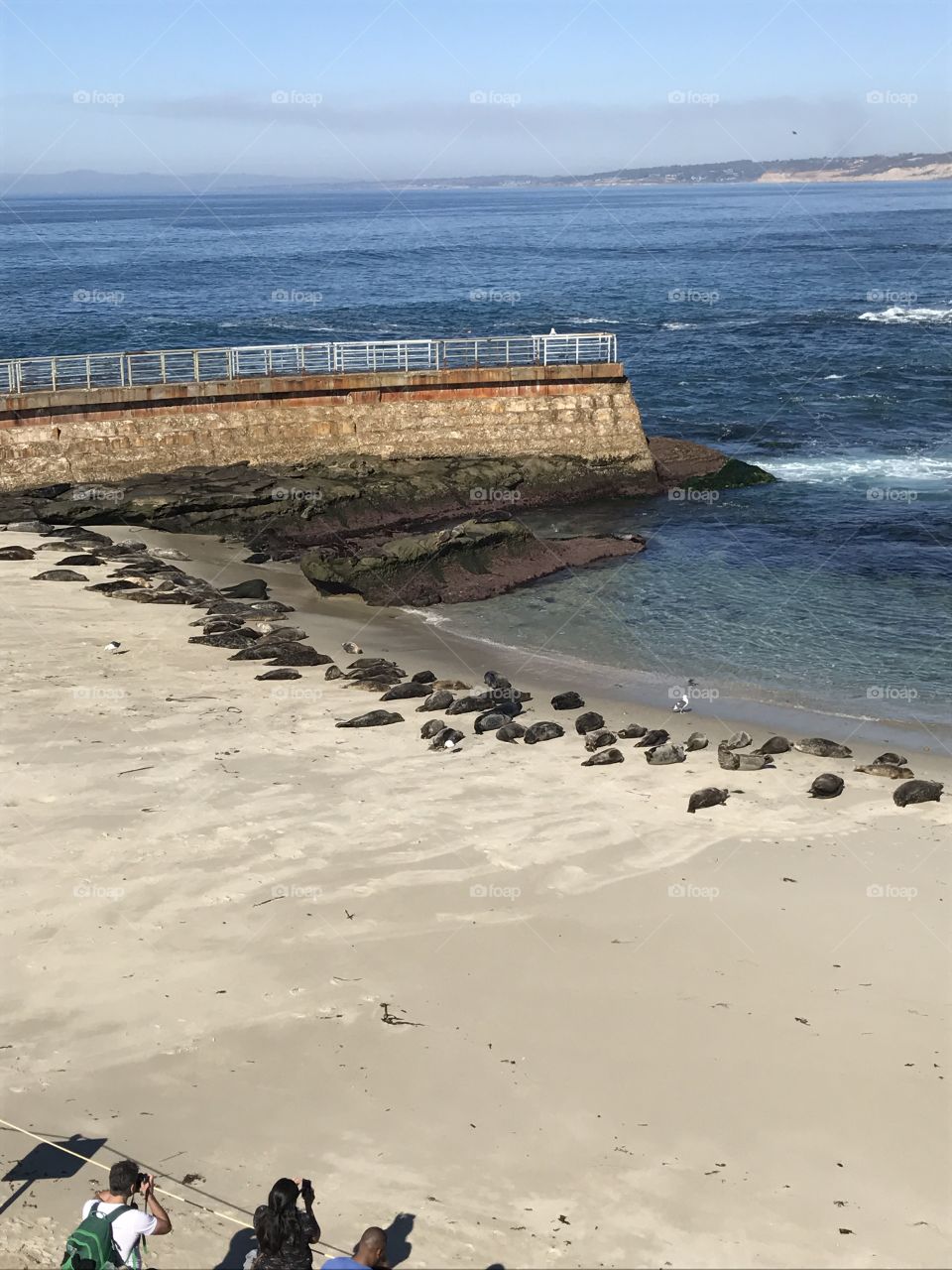 San Diego seals 