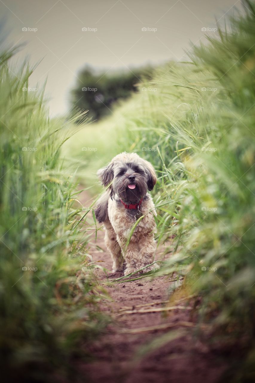 A cute, hairy dog with her tongue sticking out waiting on a  worn path in the middle of a farmer's crop field.