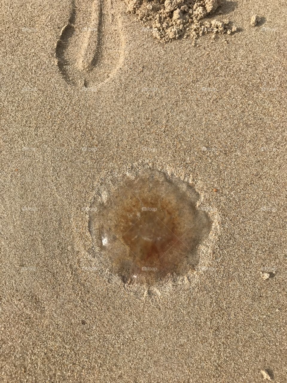 Jellyfish 