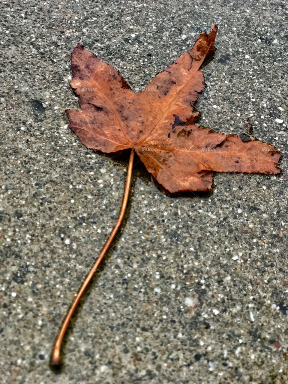 Orange leaf on a rainy day