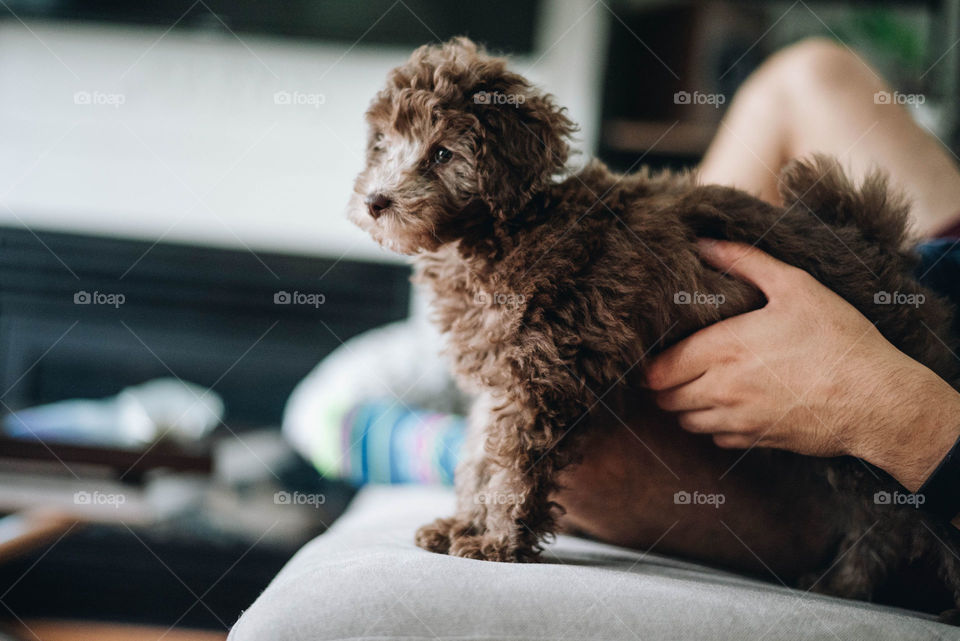 portrait of a tiny puppy on the ended of a couch with depth of focus