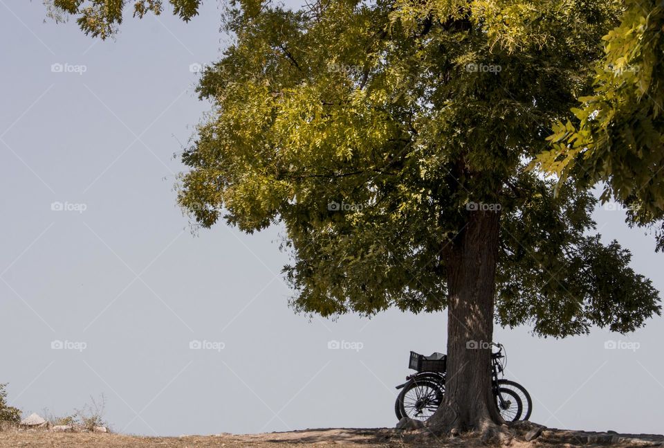 Bike and lonely tree