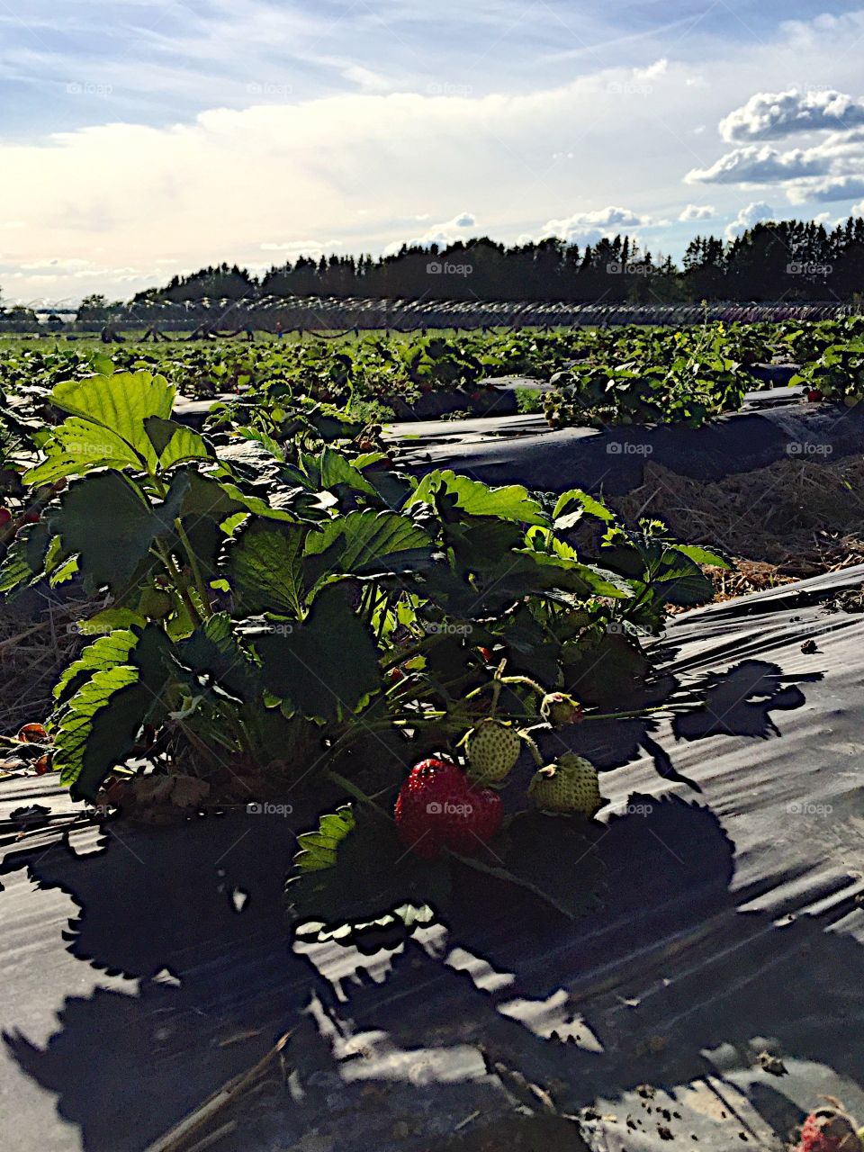 Strawberry plants! 