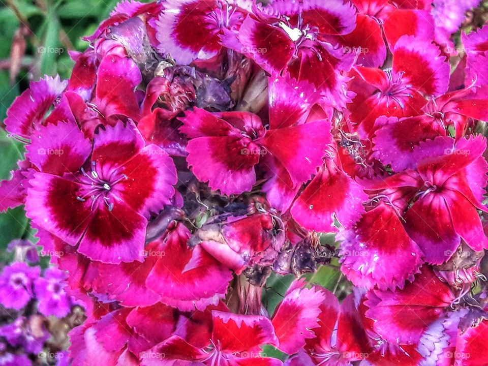 nature flower botany summer spring greens wild clouds sky