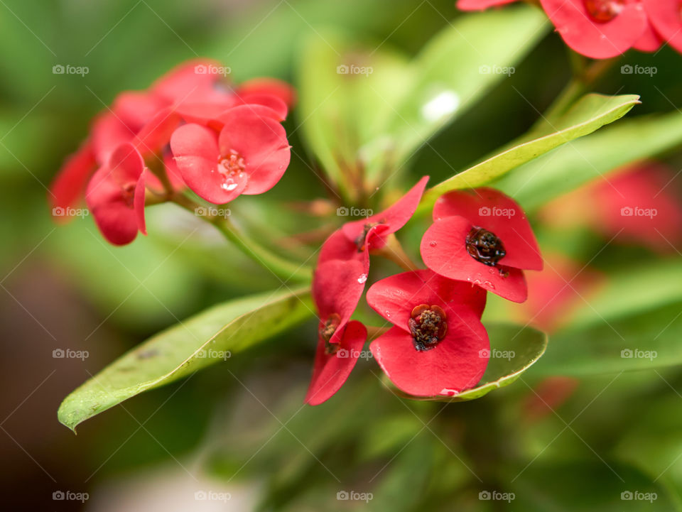 Floral photography - Chrit of thorn