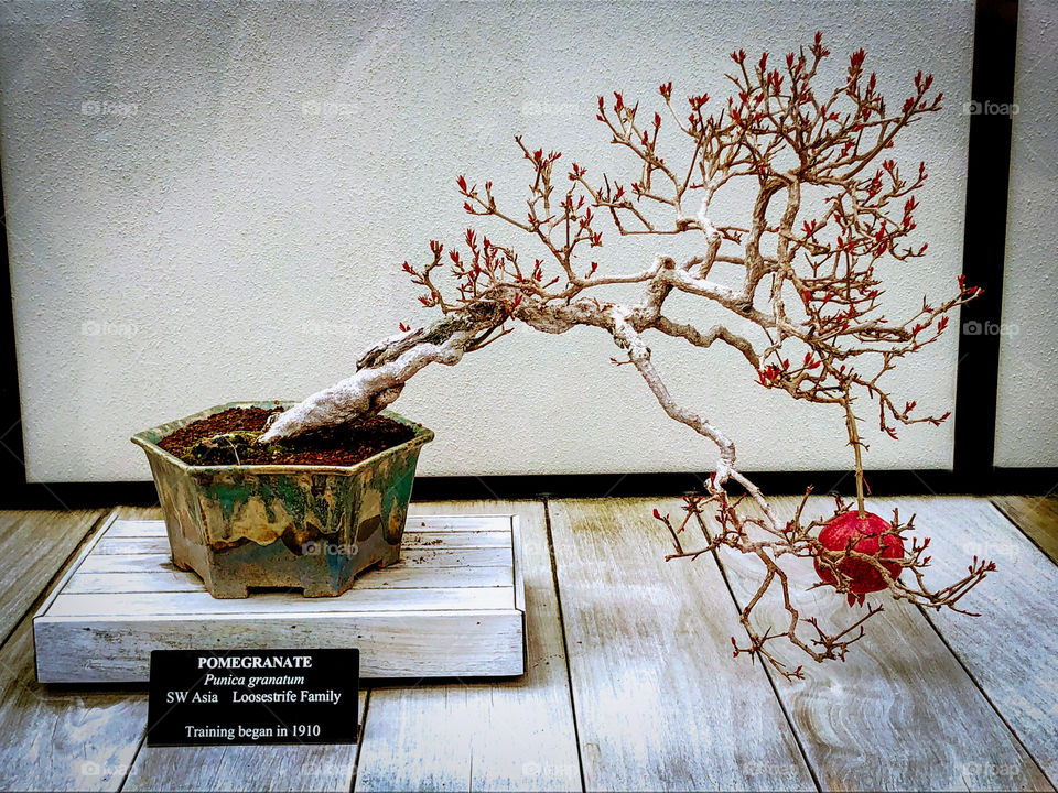Pomegranate bonsai tree with low hanging fruit at the Longwood Garden’s conservatory in Pennsylvania. 