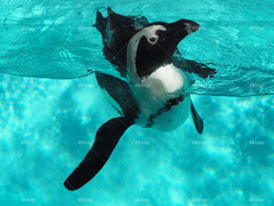 Let's swim! Penguin