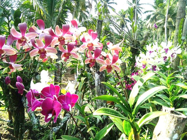 simple garden in the Province