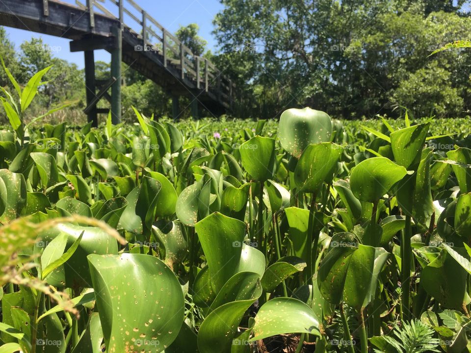 Bayou in New Orleans 