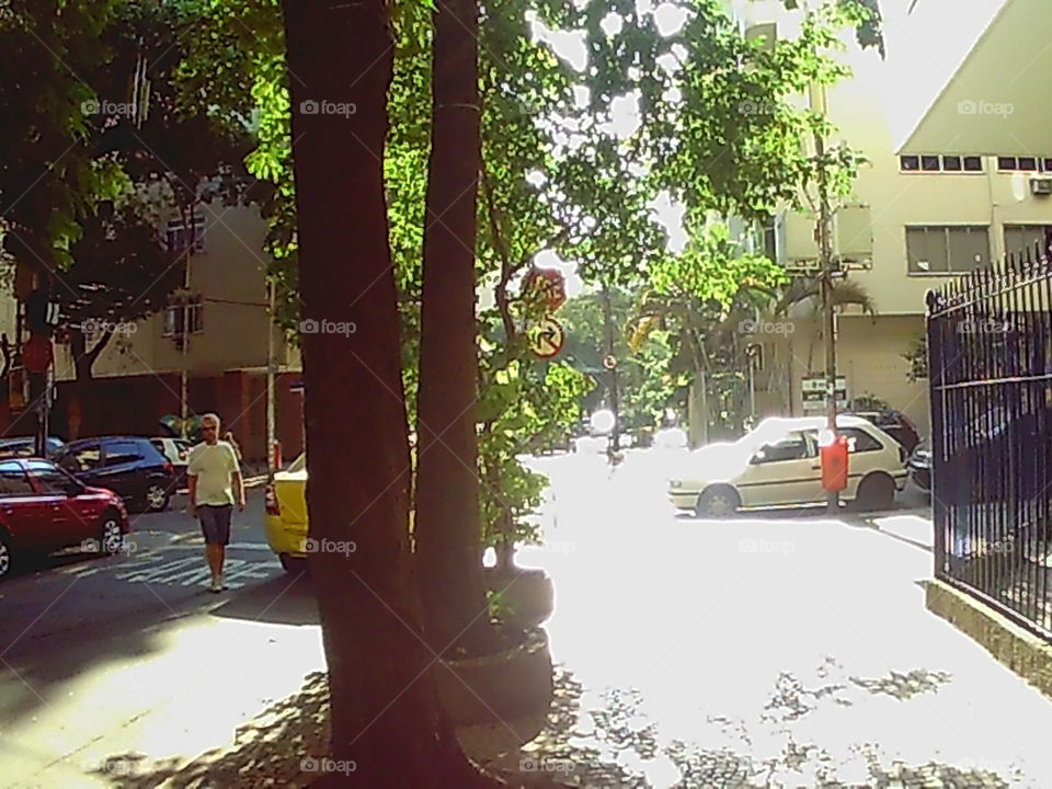 Tree, Road, Car, Street, Light