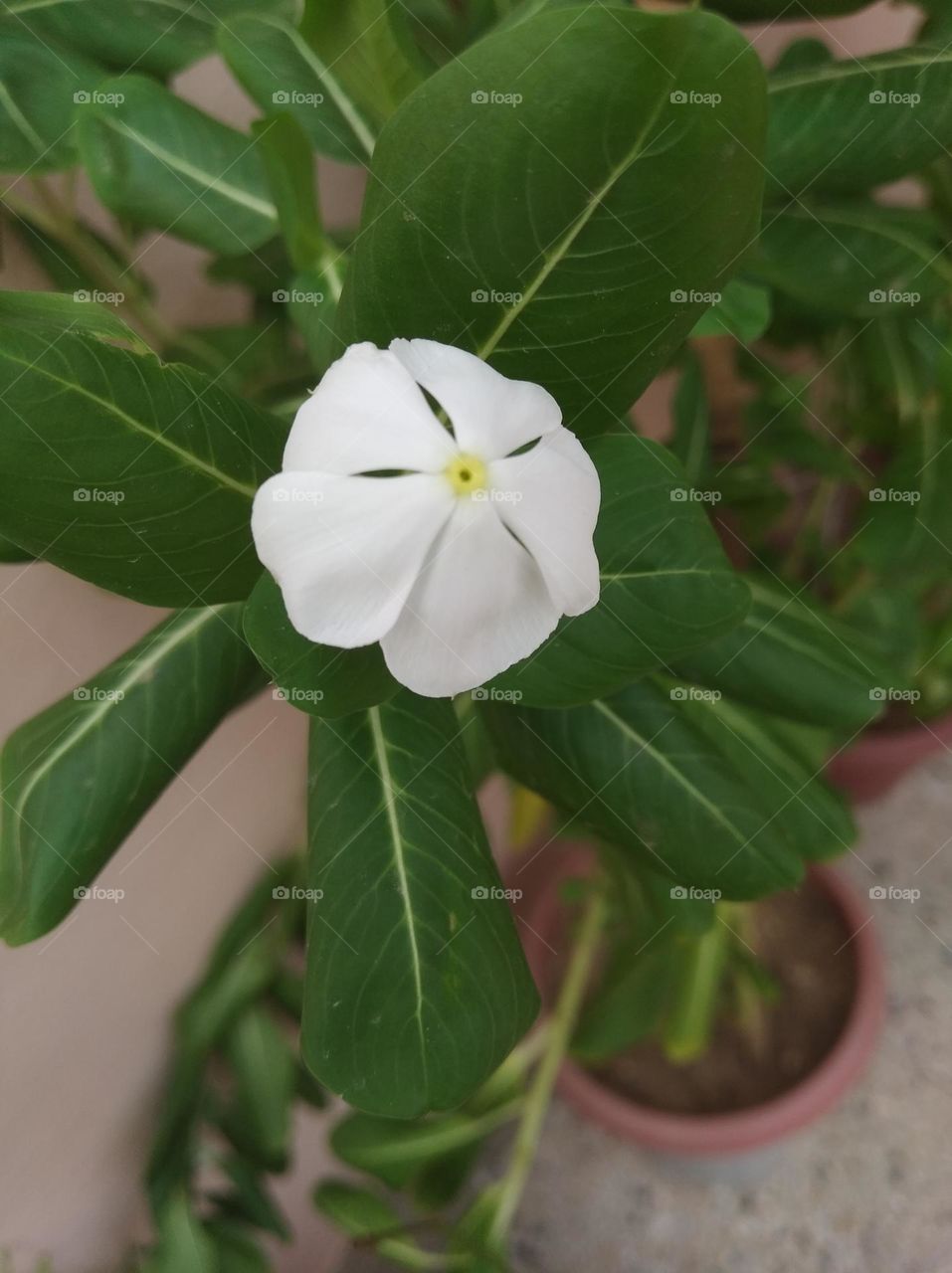 periwinkle white flower seasonal fresh shurb small size looks very beautiful generally found everywhere