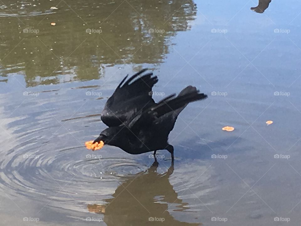 Crow takin off with pretzels.. feeding time!