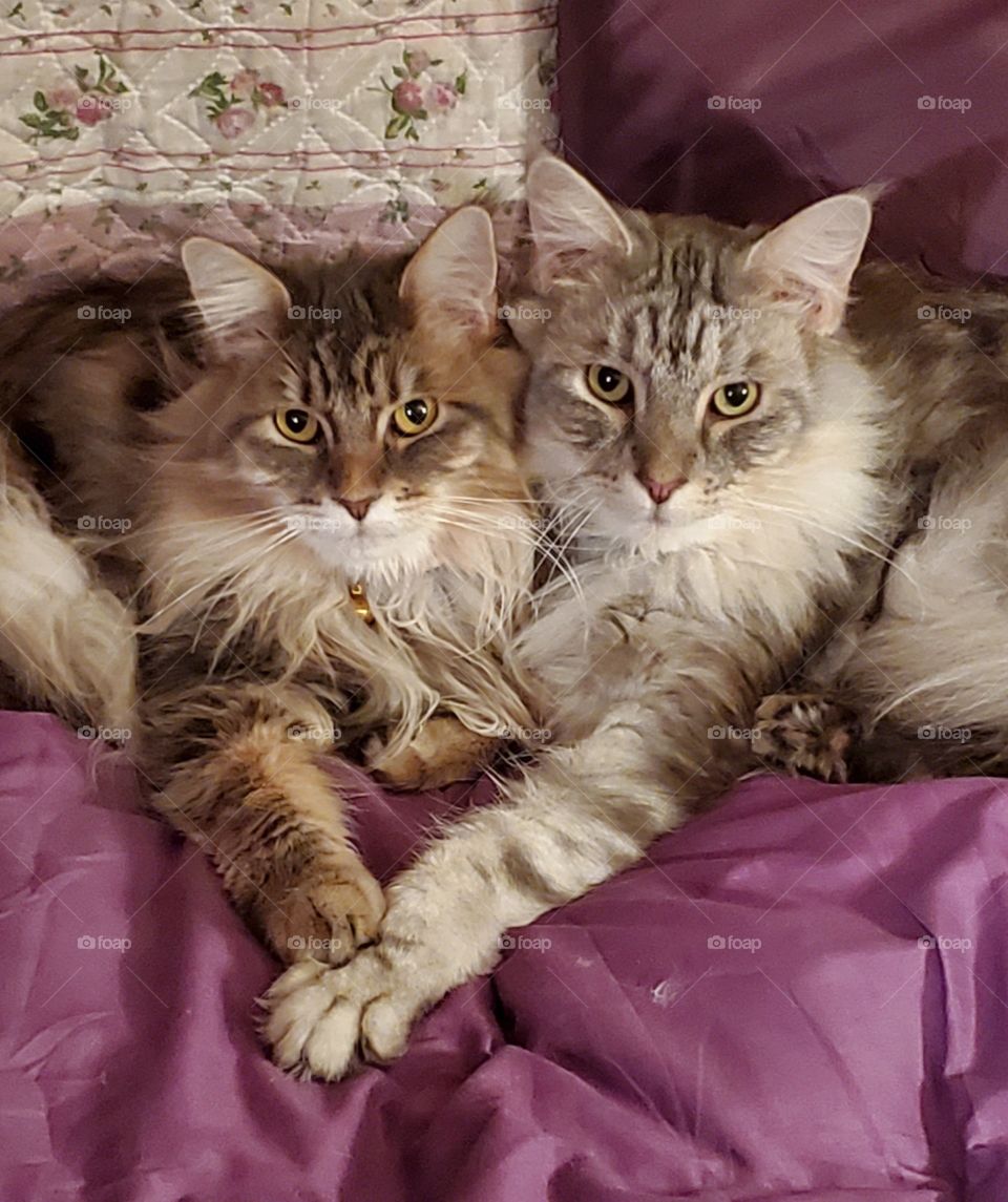 close up of two cats on a purple bed with their paws forming a heart