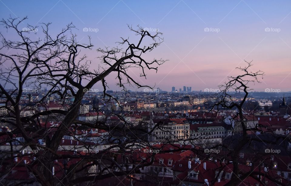 Tree, No Person, Landscape, City, Sky