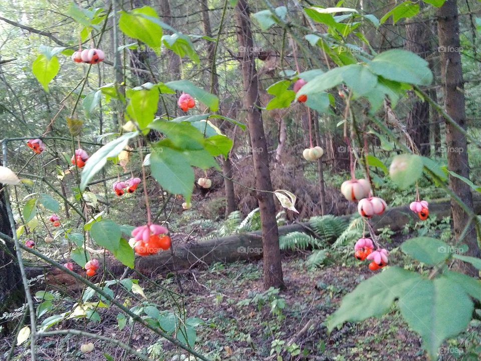 кустарник с висюльками