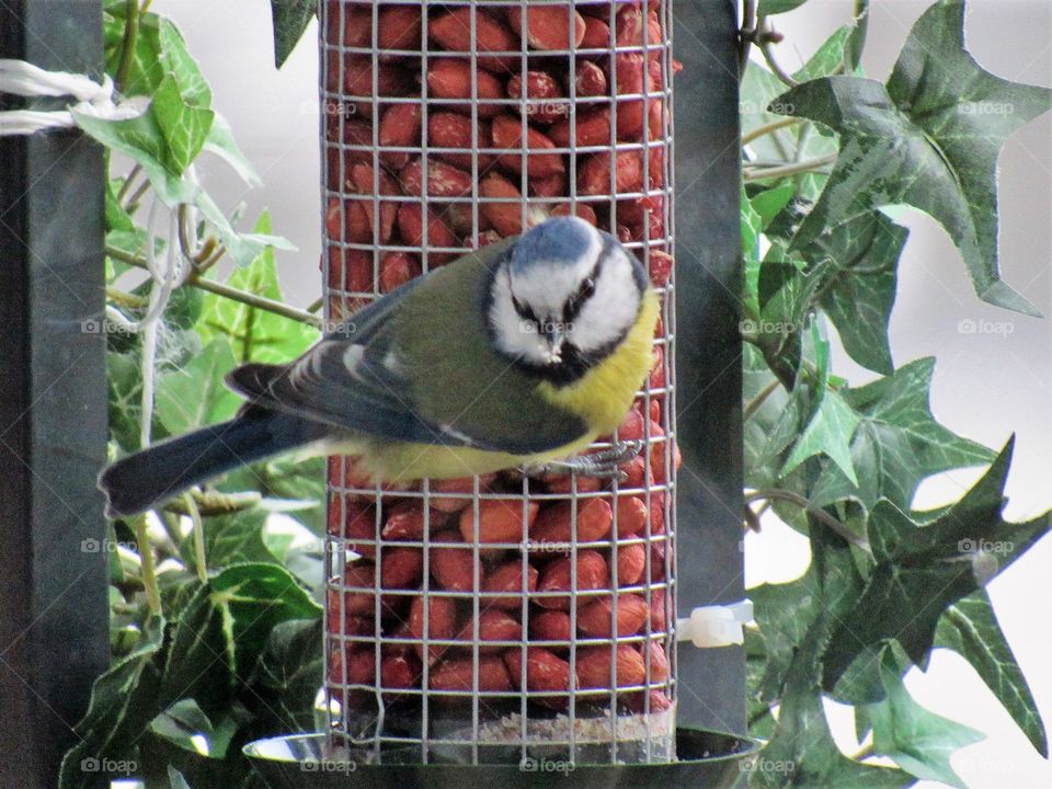 Blue tit