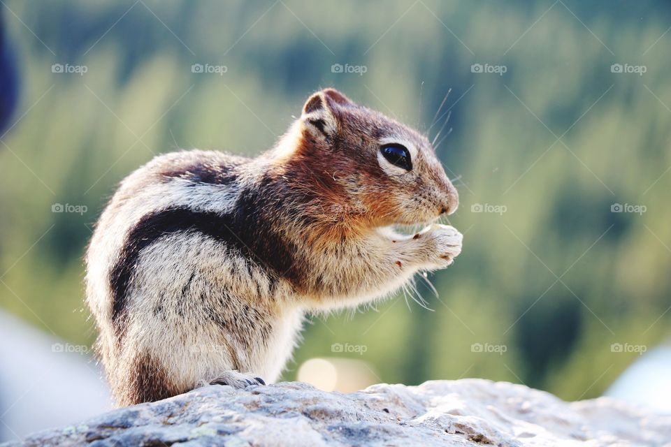 A chipmunk praying - or so it looks in this tranquil, beautiful moment.. 