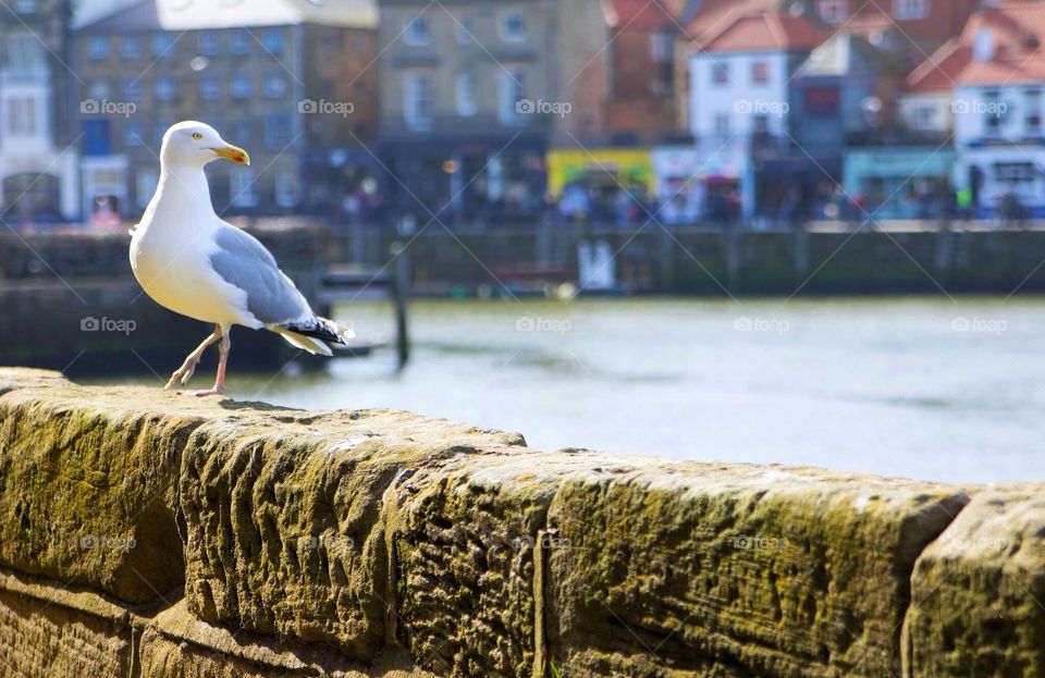 Patrolling seagull on the harbour of Whitby bay in North Yorkshire. Perched on the ancient stone  all on the lookout for food, the seagull looks innocent and regal.