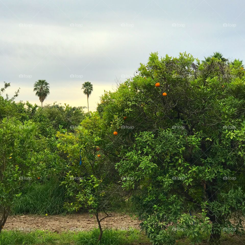 Tangerine Grove