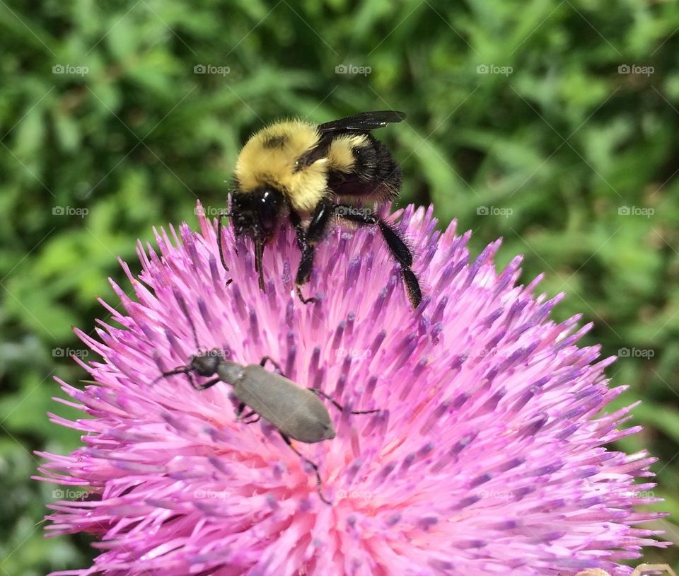 King of the Thistle