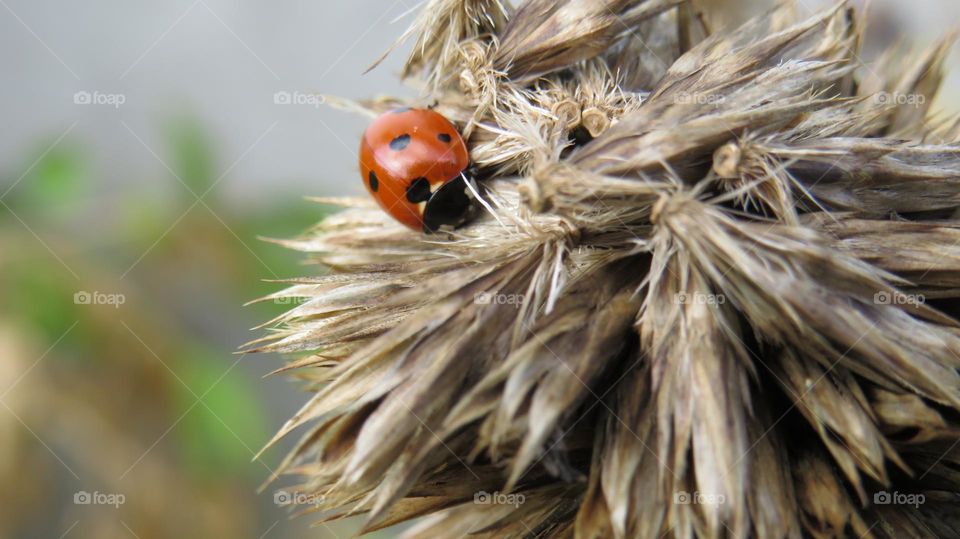 Ladybug on dried flower...