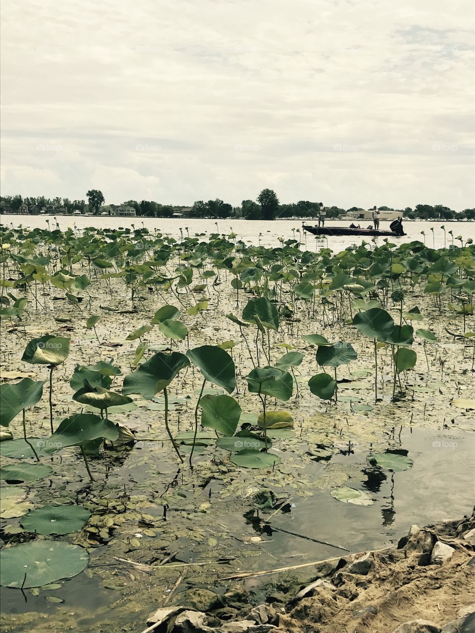 Lily pads