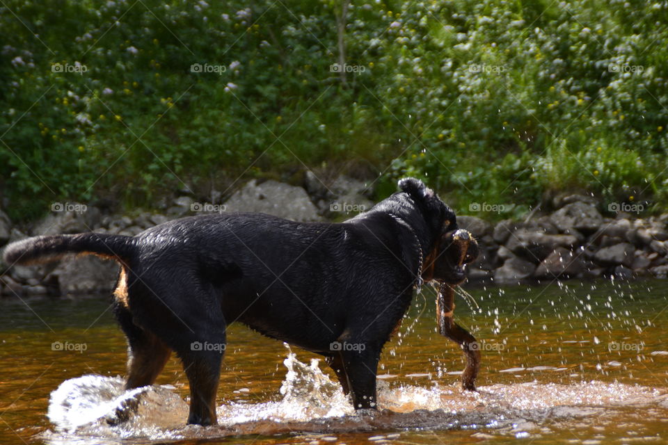 Dog with branch