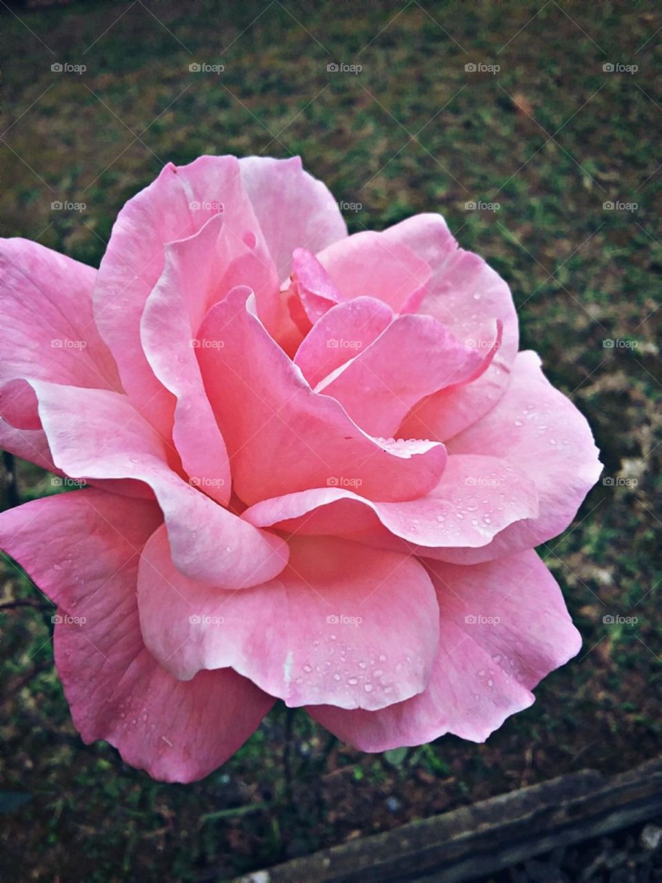 Rosa cor de rosa, autentica e unica em sua maciez e beleza.