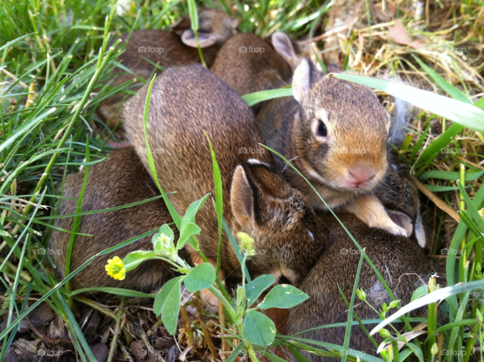 nature grass cute nose by mengzishiliu