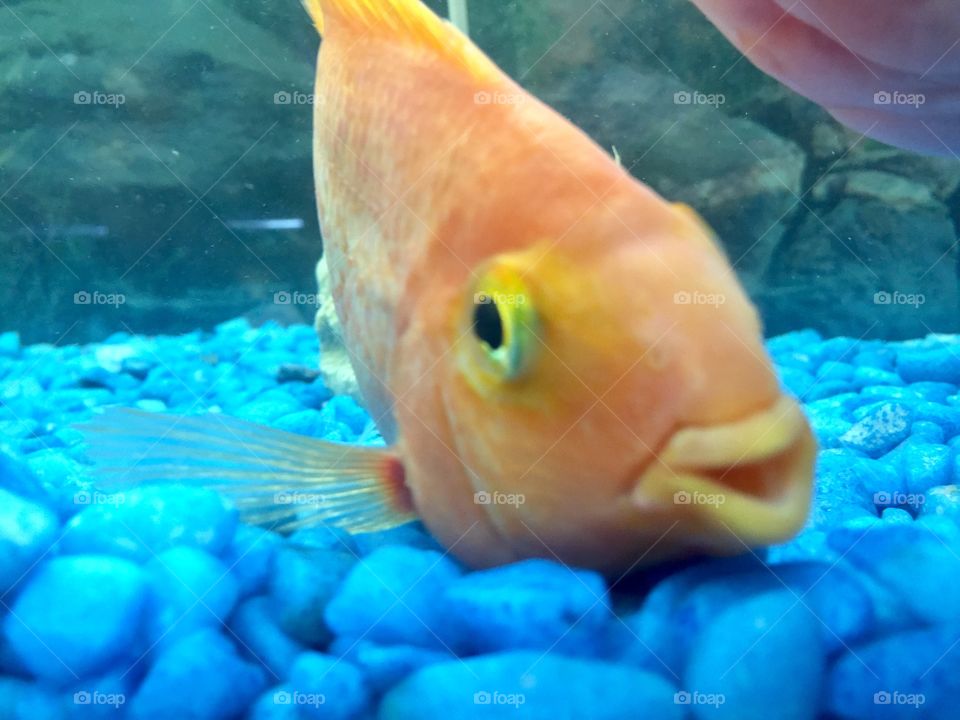 Cute fish 