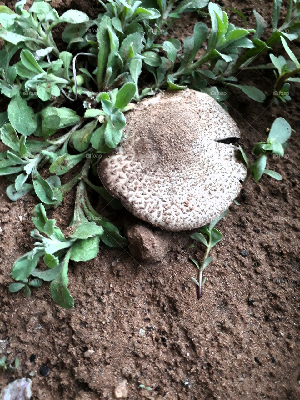 take a look around my garden!