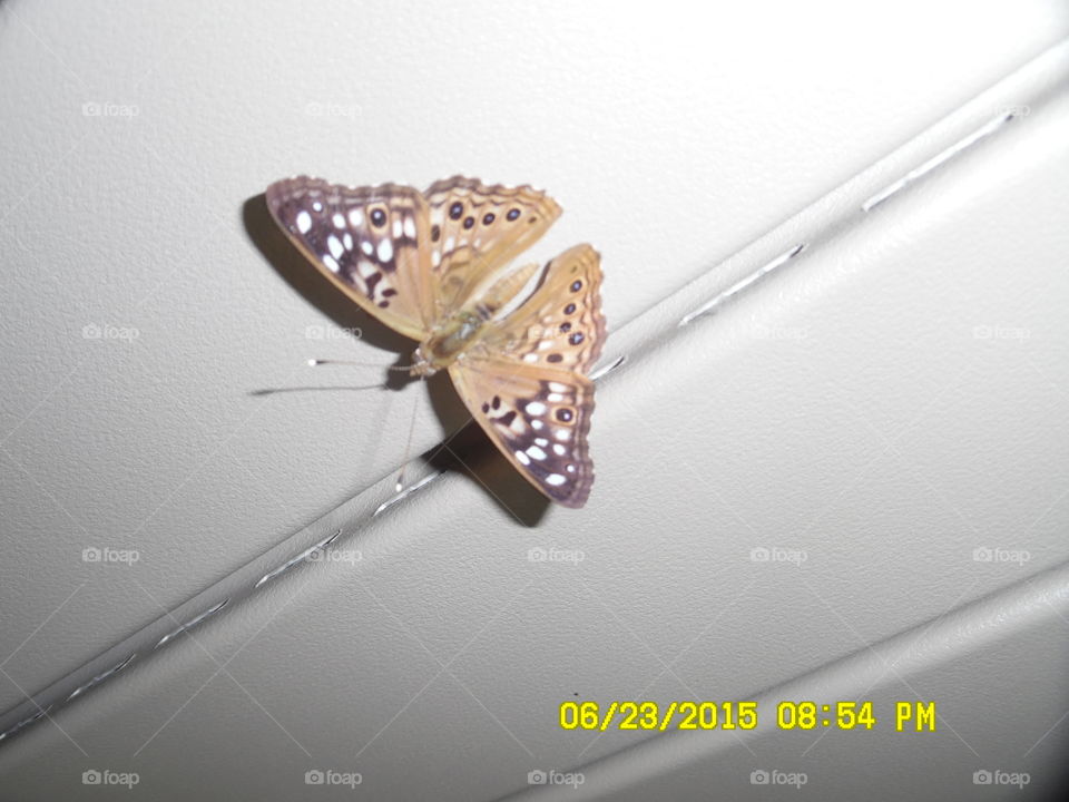 beautiful  butterfly. This is a picture of a butterfly that I saw out on my back patio