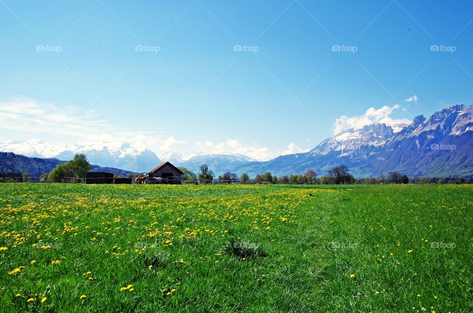 Scenic view of field