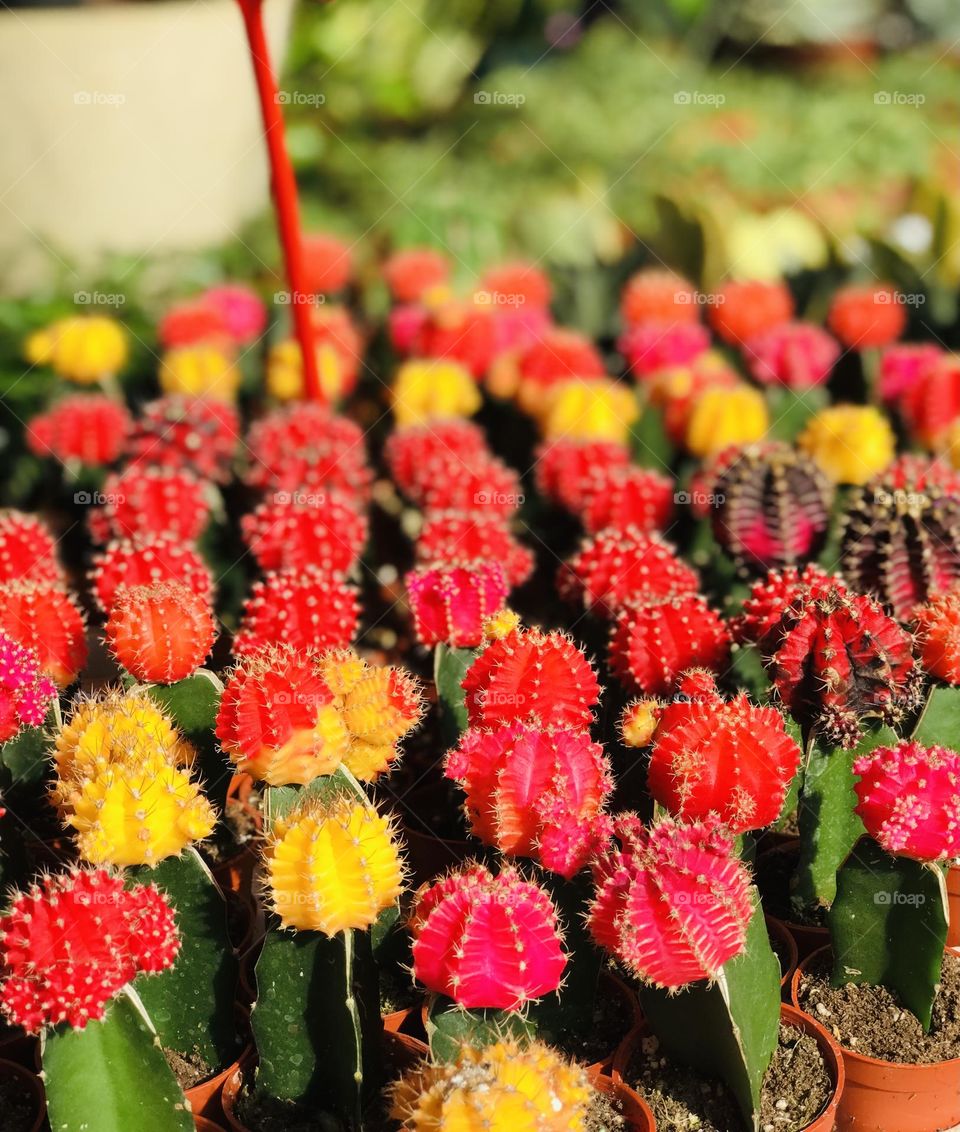 Three colours of cactus plants