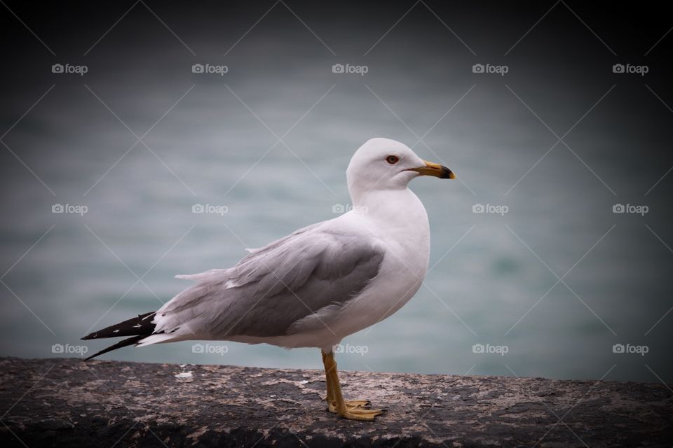 Seagull