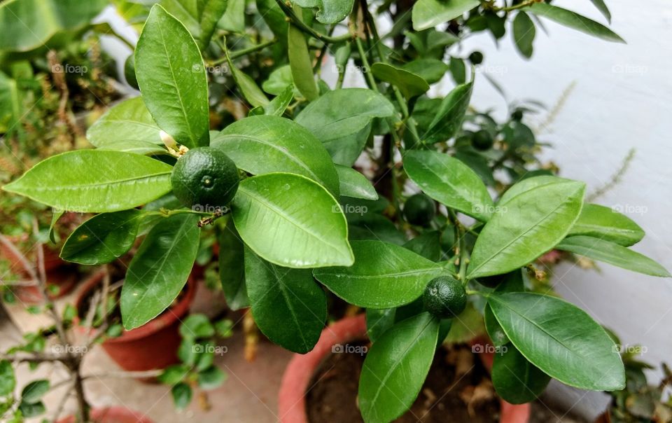 unripe narangi